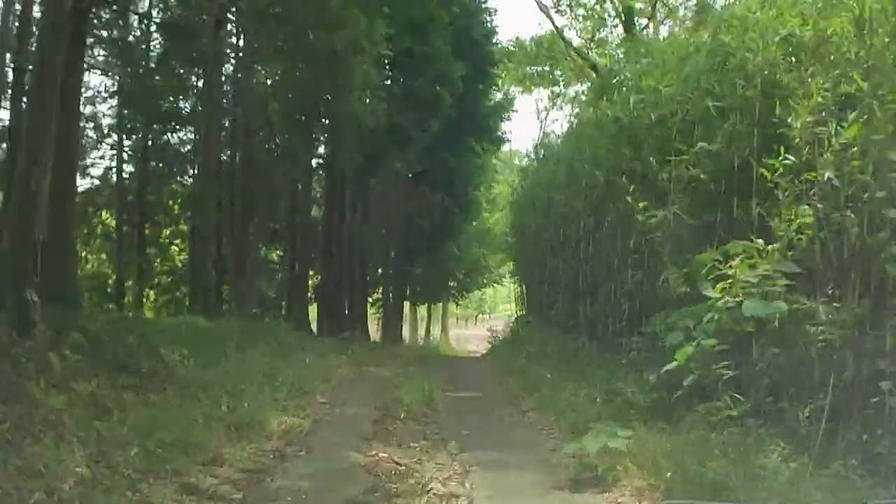 【森林浴ドライブ】千葉県横芝光町長倉【車載動画】