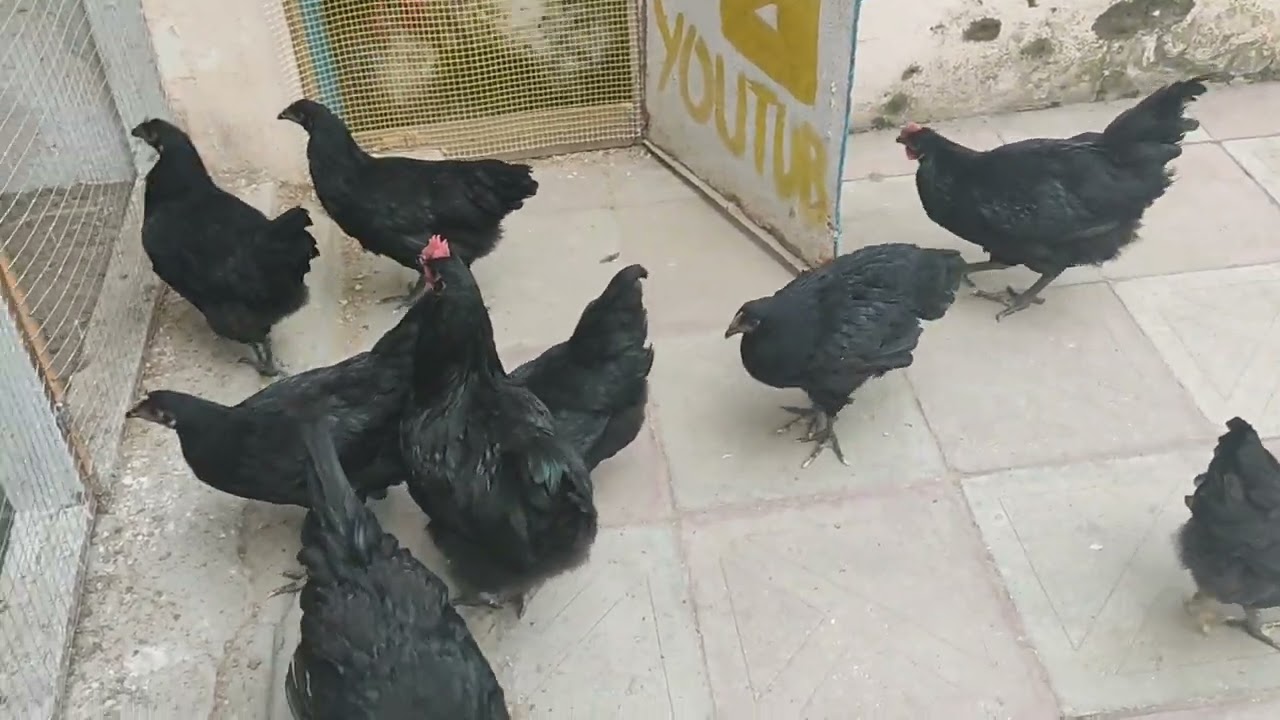 Cücelerde ayaq tutulmasının müalicəsi