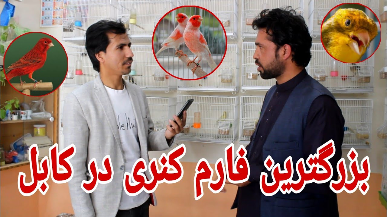 شوقی_ قیمتی ترین کنری ها_اولین فارم کنری در کابل_شیک ترین کنیری های که تا حال ندیده بودیم