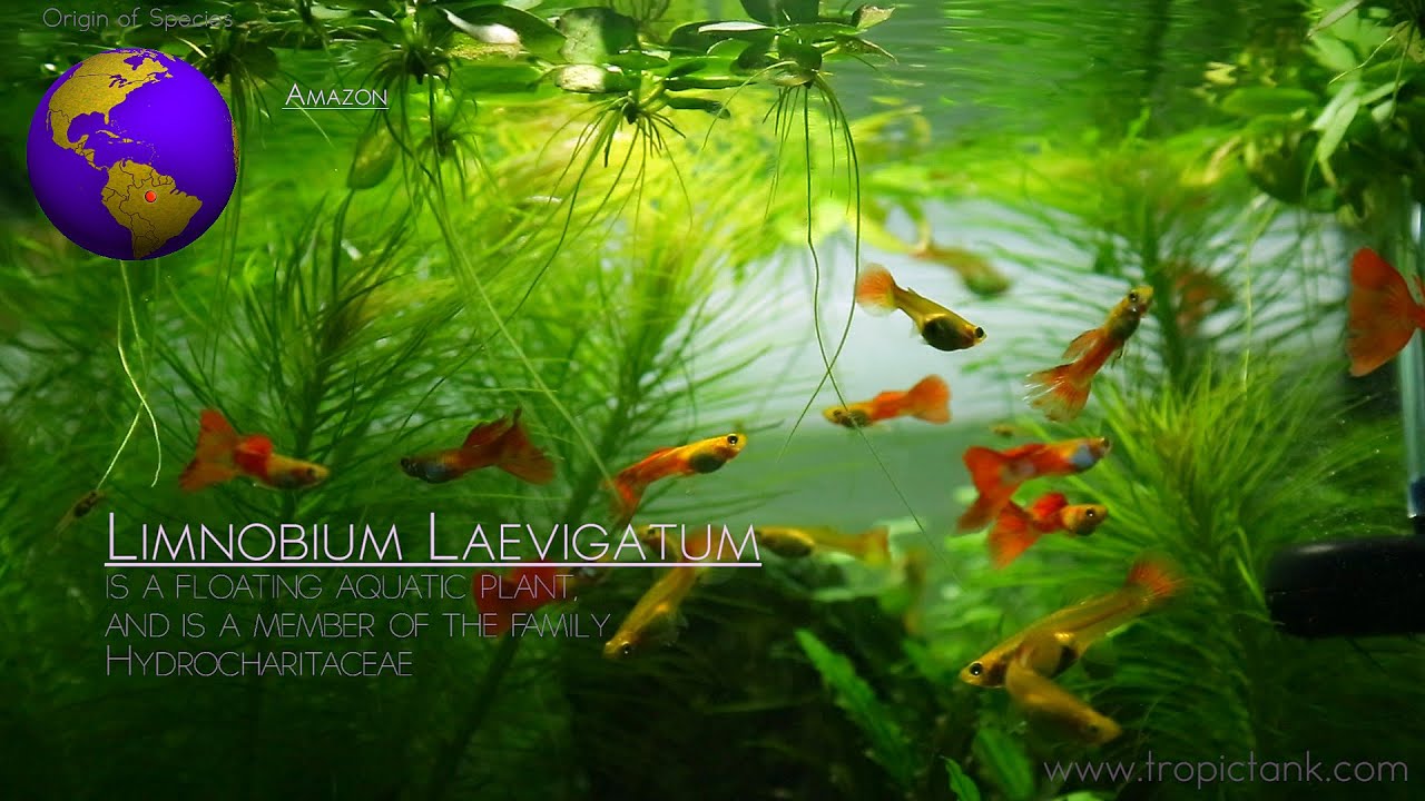 Floating Aquatic Plants (Limnobium Laevigatum - Amazon Frogbit)