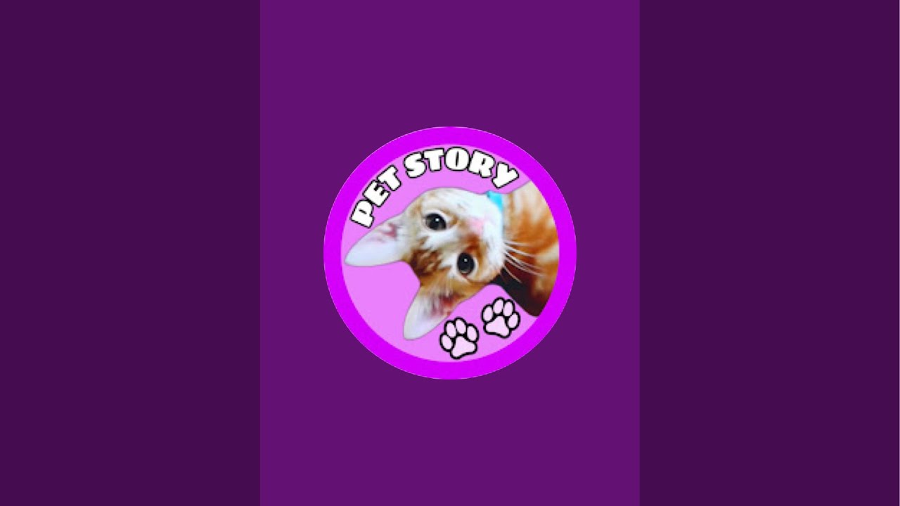 💗もうすぐバレンタインデー💓猫ライブ配信中 😽 Saturday Night CAT Live Stream #live #ライブ配信 #生配信