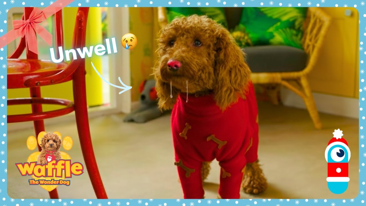 Sick Waffle - Waffle the Wonder Dog | Best Shows for Kids | WildBrain Zigzag | Merry Christmas! 🎁