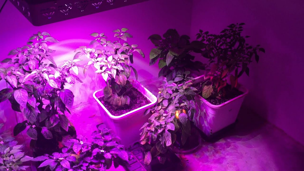 Lightrail 3.5 and XML 350 LED
