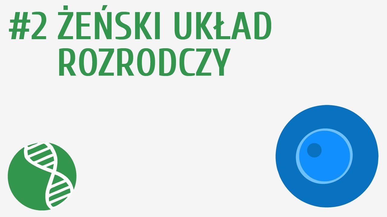 Żeński układ rozrodczy #2 [ Rozmnażanie i rozwój ]