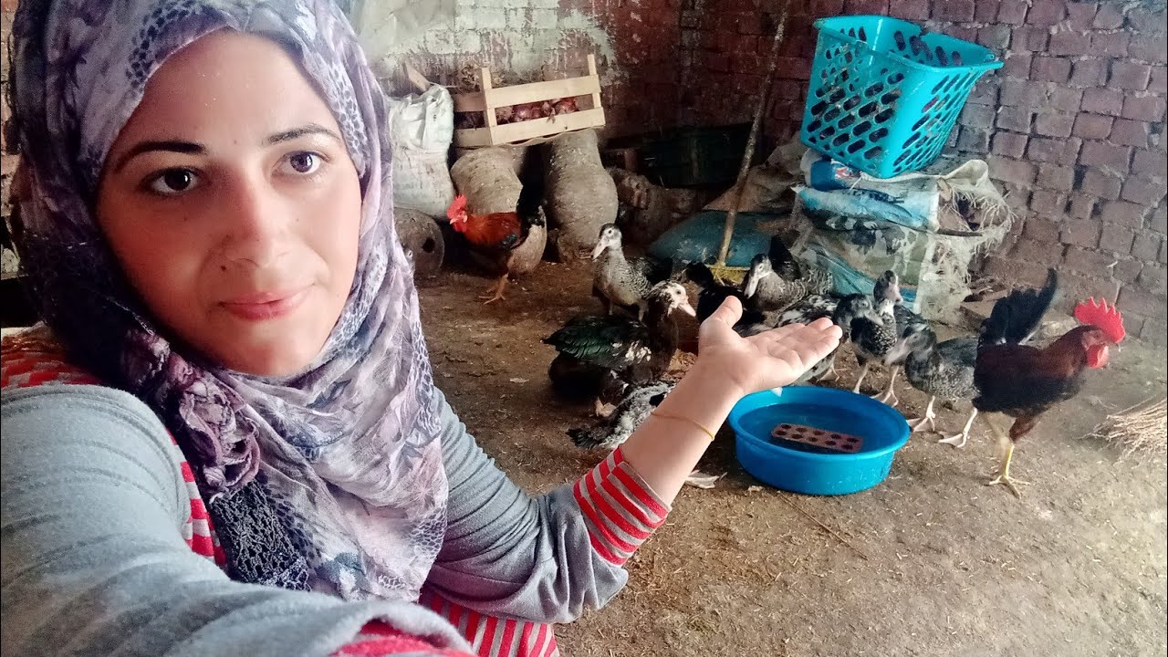 روتين تنظيف عشش الطيور💪🐤🐓/وازاي تتعملي مع الطيور 🐤🐔 الصغيره روتين حماسي جدا 👍🙏