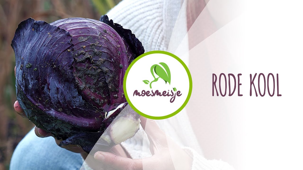 Rode kool kweken: van zaaien tot oogsten | Rode kool uit de moestuin