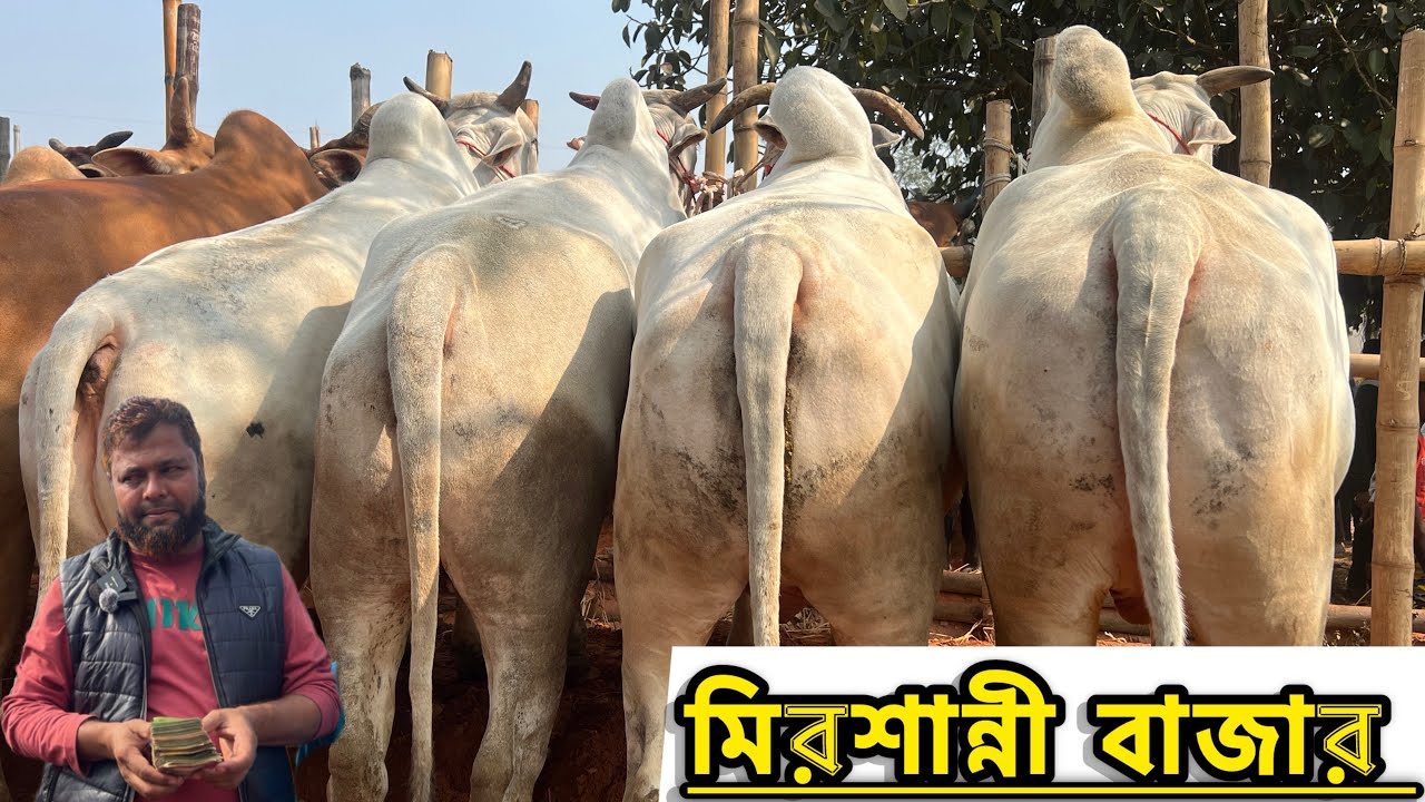 ১৪ জানুয়ারি ২০২৬ - কুমিল্লা মিরশান্নী বাজার থেকে বলদ গরুর দাম দর সহ বিস্তারিত জানুন | 
