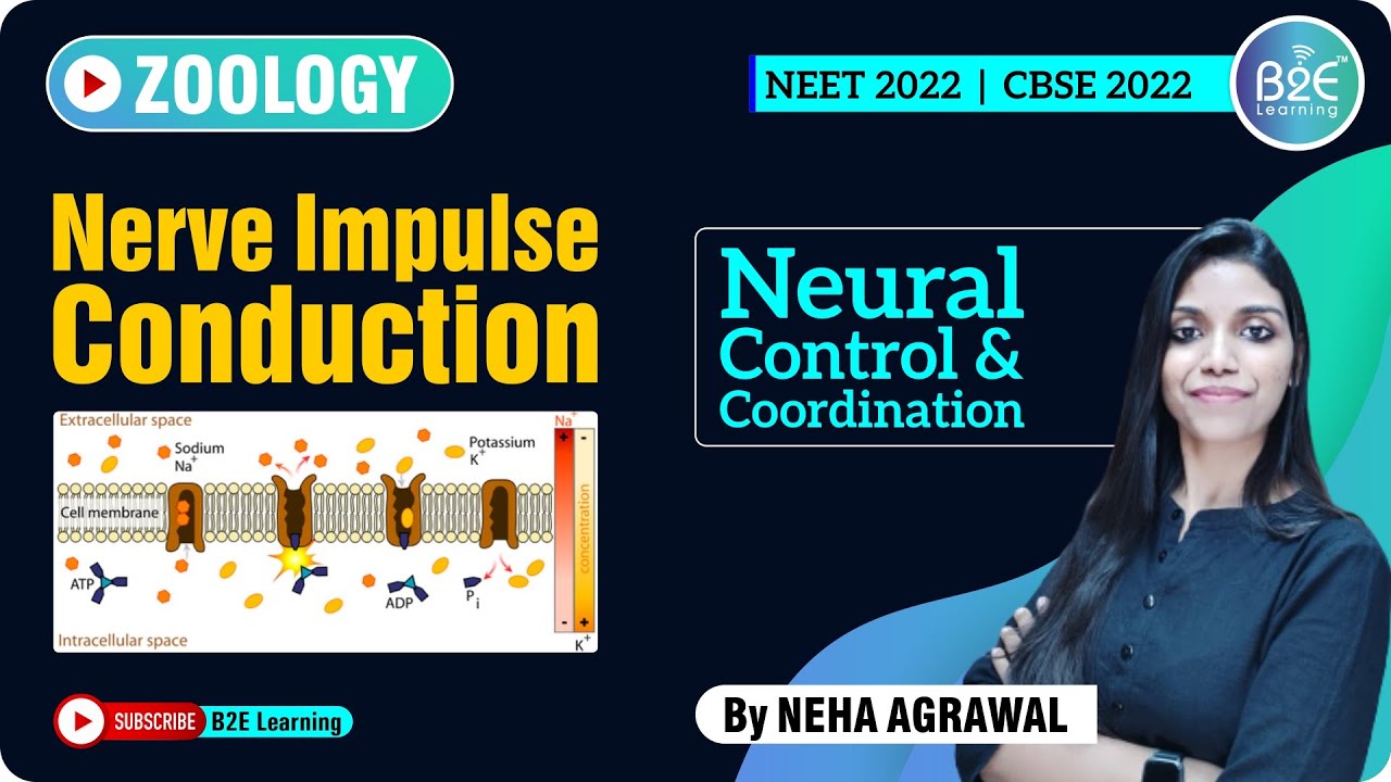 Neural Control & Coordination | Nerve Impulse Conduction | B2E Learning | NEET Biology | Neha Ma'am