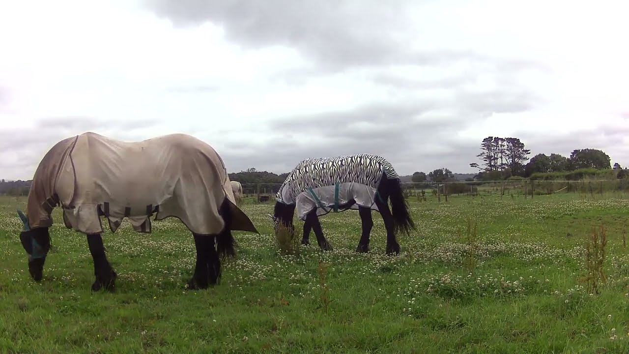 Contessa & Nero | Friesians Relaxing in the Paddock