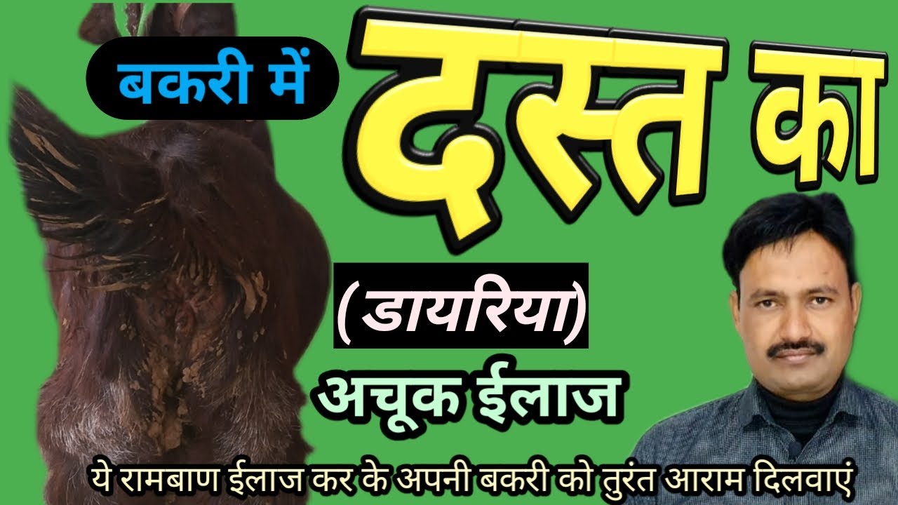 bakri ke dast ka ilaj बकरी के दस्त रोकने के उपाय  bakri ke loose motion ka ilaj / dast  gharelu upay