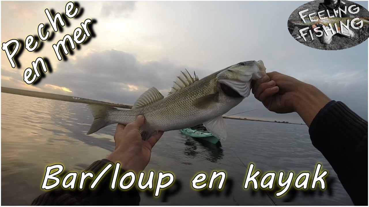 Peche du bar / loup aux leurres en kayak