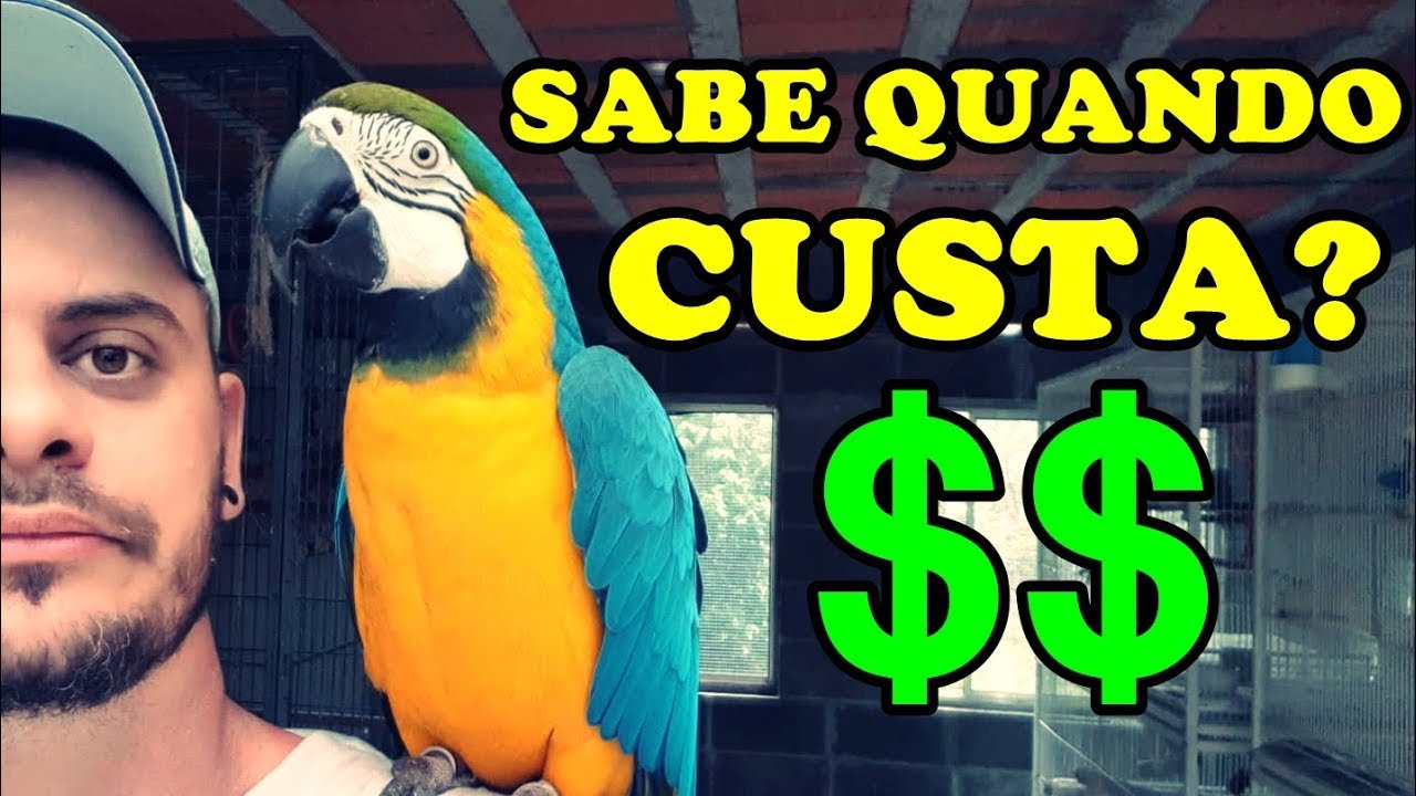 Arara - quanto custa para ter uma?