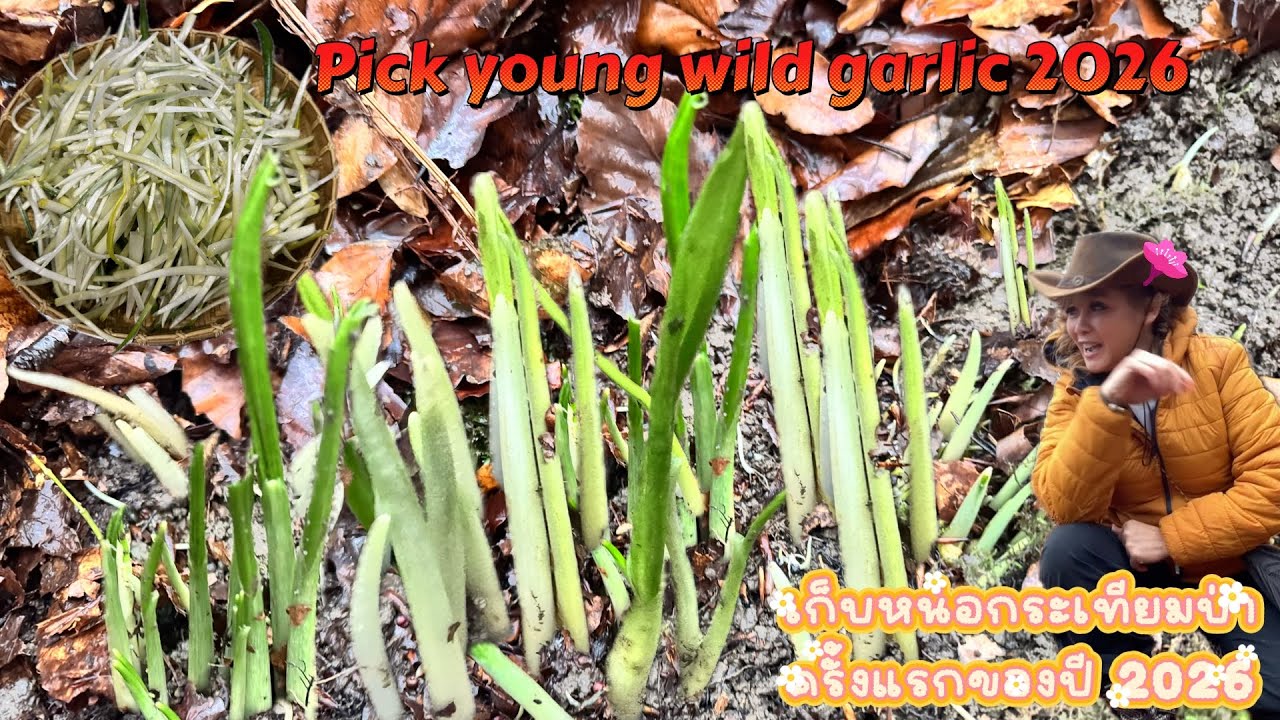 p galaya life in uk เก็บกหน่อกระเทียมป่าครั้งแรกของปี18/01/2026อังกฤษ- pick wild garlic 1st 2026￼🧄🌱