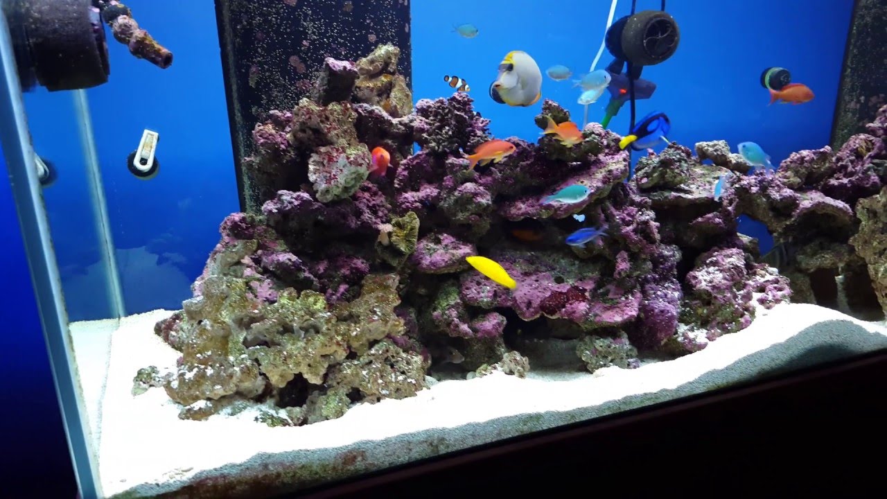 Carbon Dosing: Vinegar dosing in a 210 gallon - Day 1