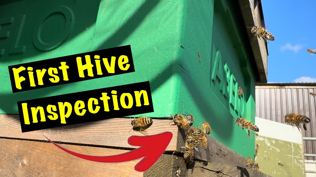 What to look for early in the season. Queens, eggs and food!