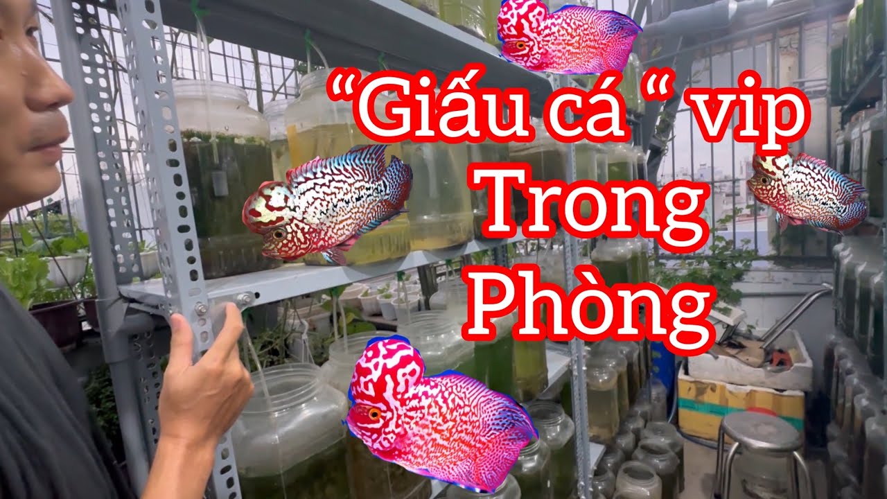 Anh trai nuôi cá la hán nhốt toàn cá  v.i.p trong phòng ngủ - keep arhat Fish in the bedroom