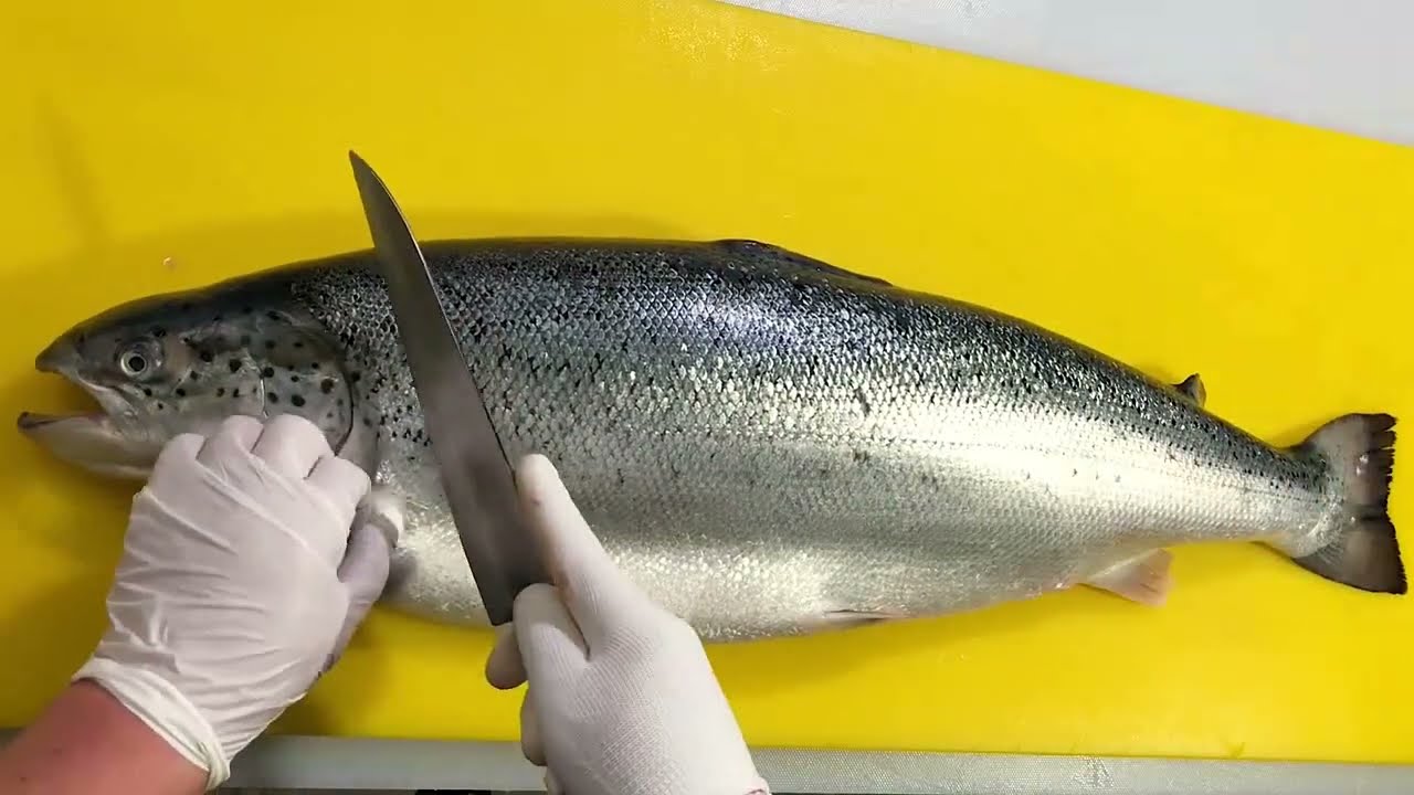 Amazing video salmon cutting skills full skills! |Knife Skills