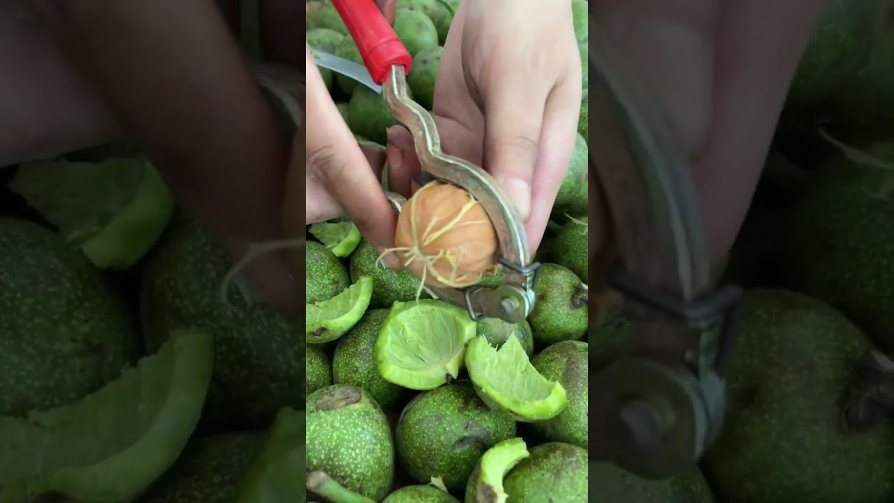 green walnut #walnut harvesting