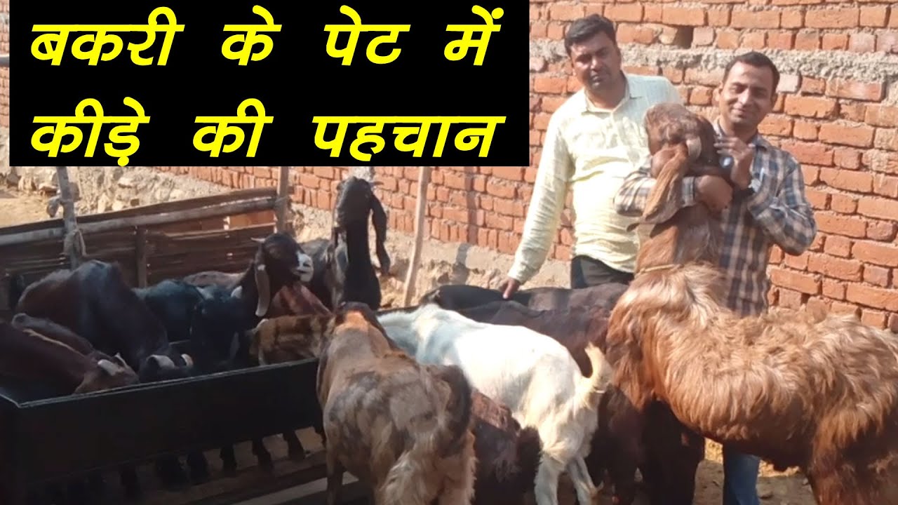 #goatfarming #bakripalan ।बकरी के पेट में कीडे की पहचान ।bakri Ke pet Ka kida