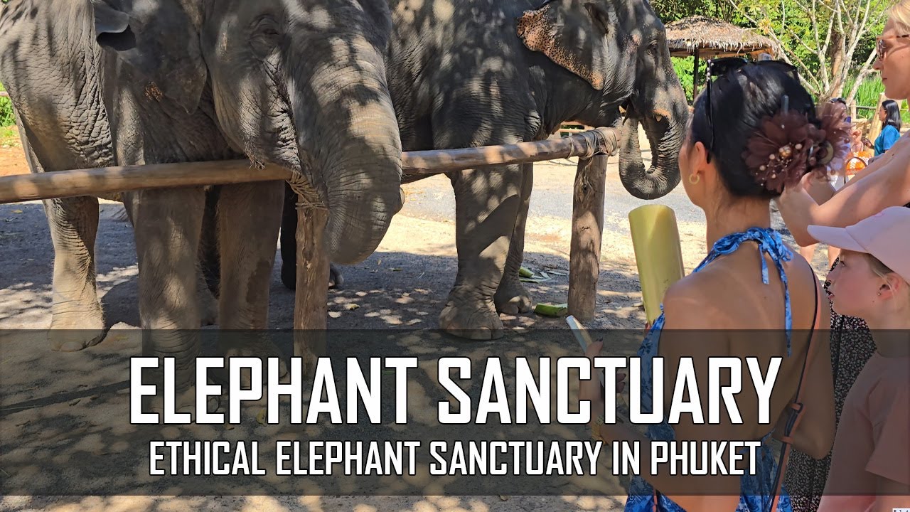 Phuket Elephant Jungle Sanctuary - Feeding Elephants | No Riding, Ethical Experience