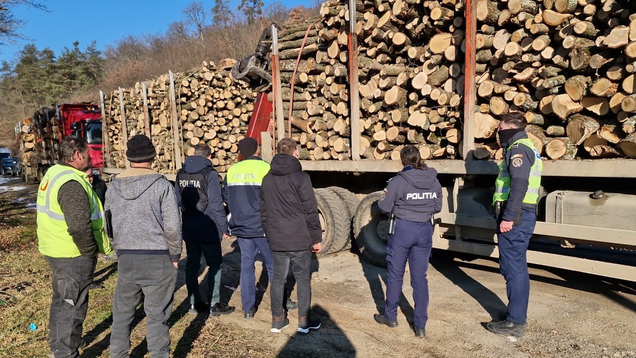 Scandal cu mafia lemnului din Covasna ! Dosare penale ! Poliția 112 în acțiune !