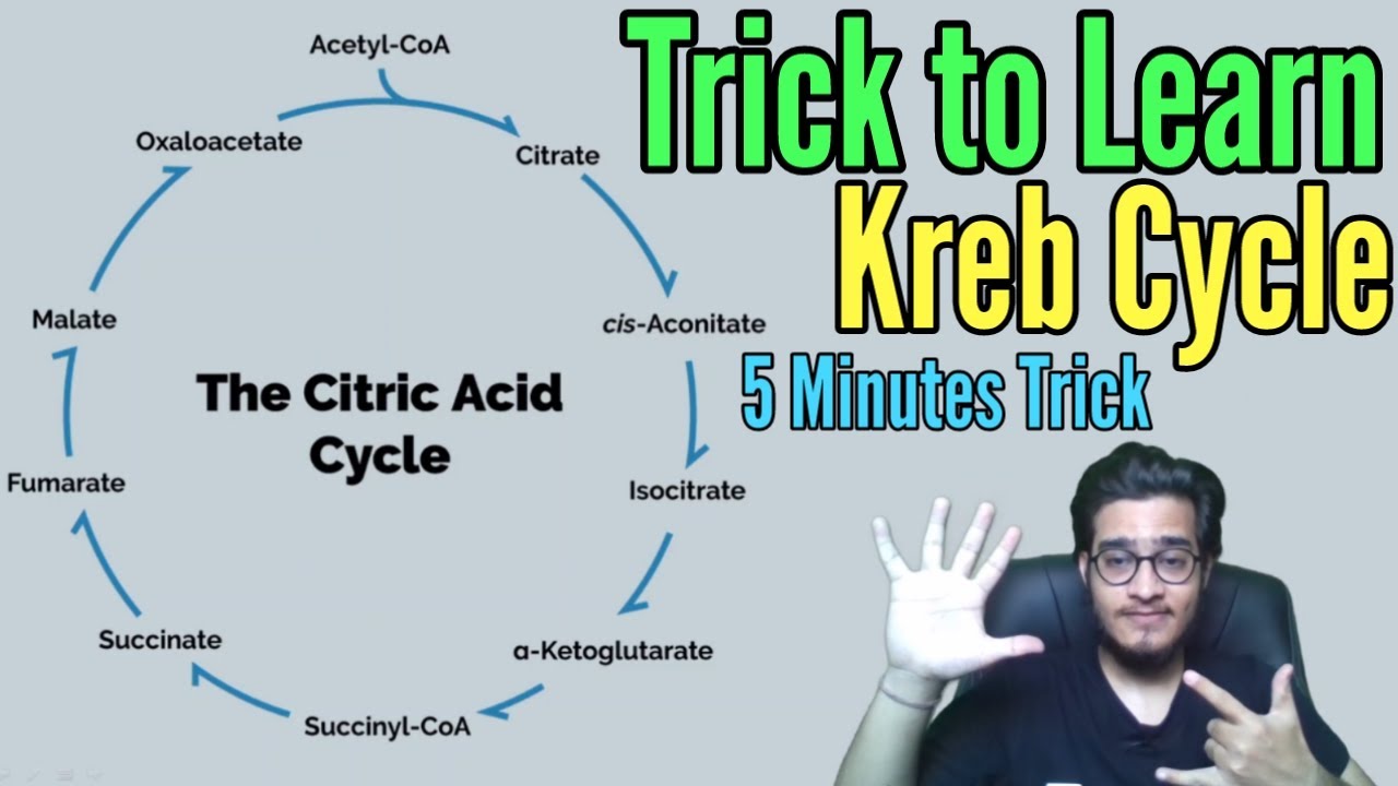 Mnemonic to Learn Kreb Cycle's Substrates and Places of NADH, FADH2 & ATP Release | TCA Cycle Trick