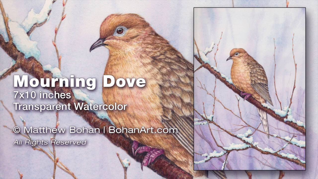 Mourning Dove Painting: Transparent Watercolor Time-lapse
