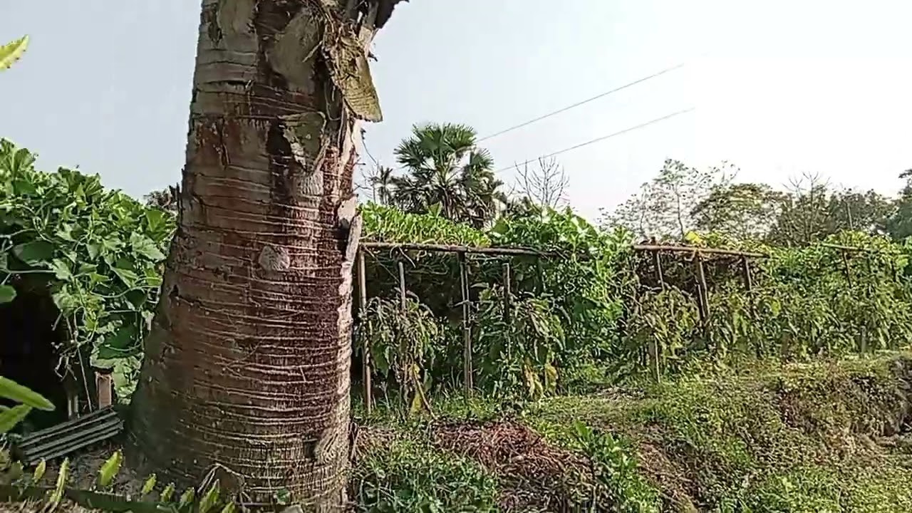 রমজান টার্গেটে খিরা, বেগুন বাজিমাত  👍👍