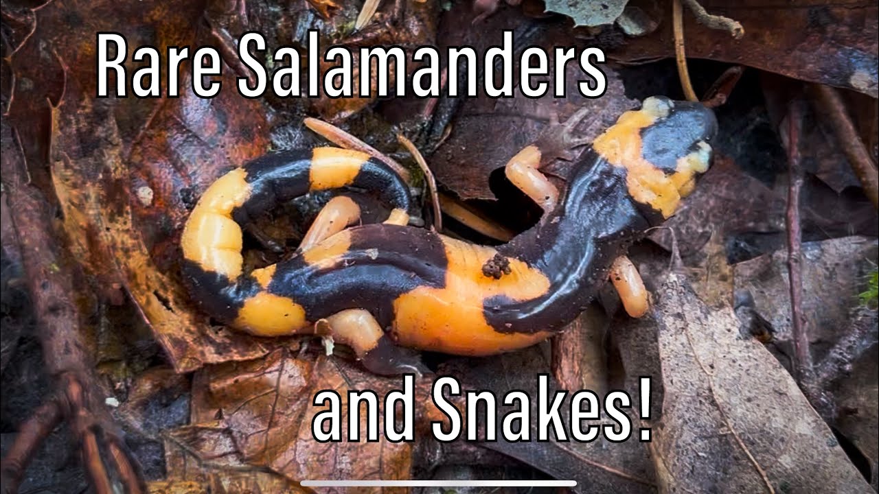 Finding Rare Salamanders and Early Season Snakes! California Herping