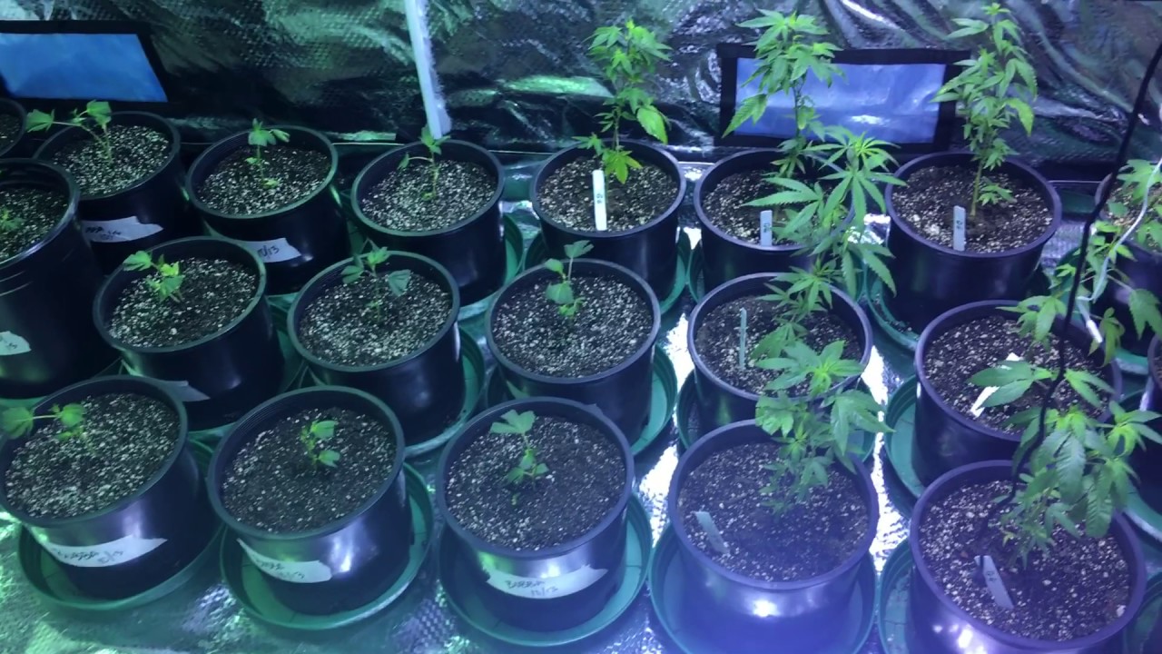 Indoor cannabis tent grow 5 x 9 OG KUSH