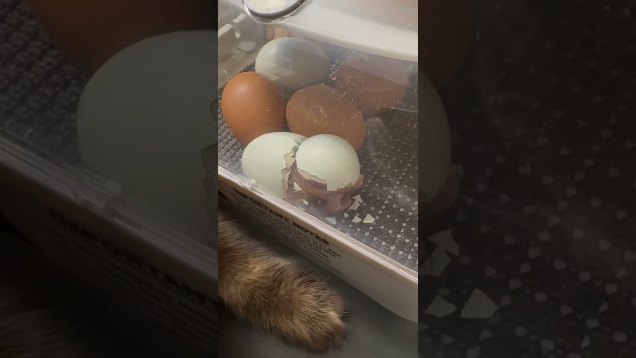 Watch a live Chicken birth