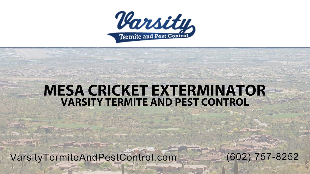 Mesa Cricket Exterminators | Varsity Termite & Pest Control