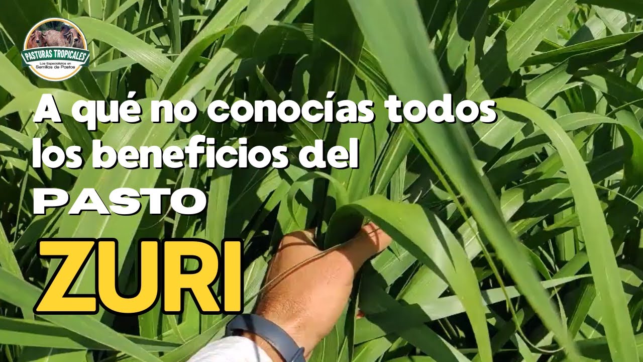 A que no conocias todos los beneficios del pasto Zuri #ganaderiacolombiana