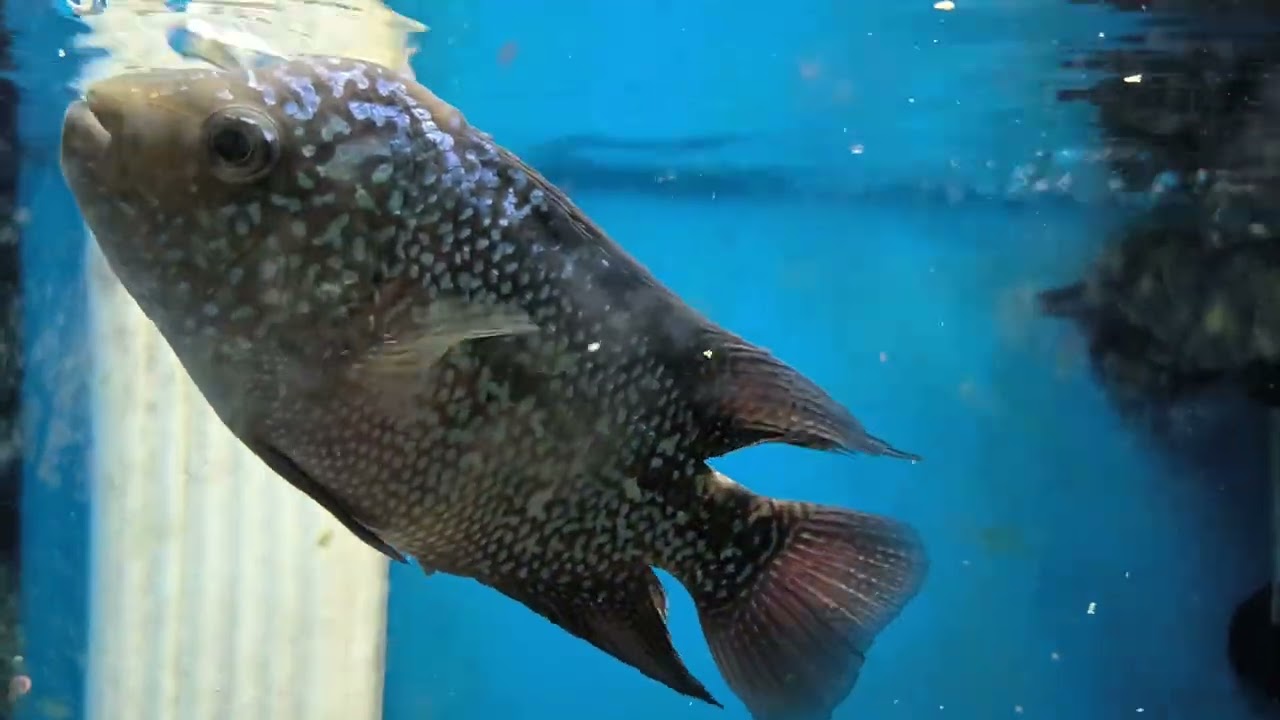Flowerhorn Eating Nonstop for 5 Minutes