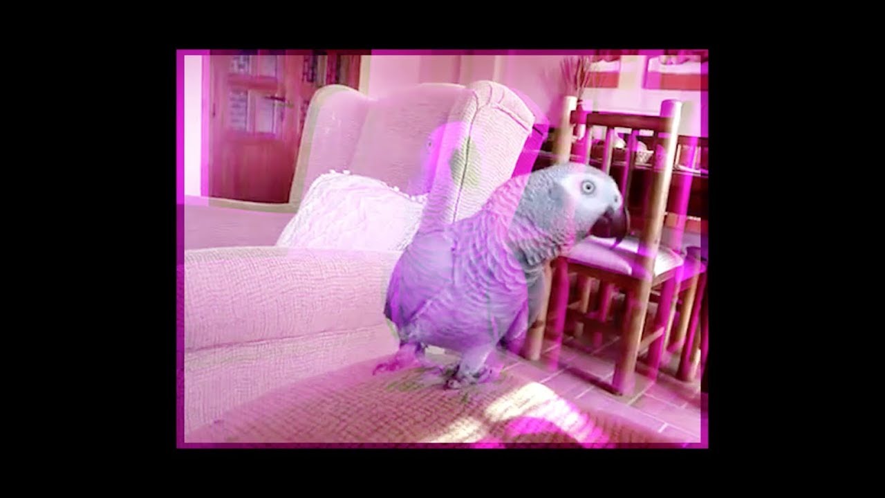 Hammilton BakerR - Perico (Trippy Video)