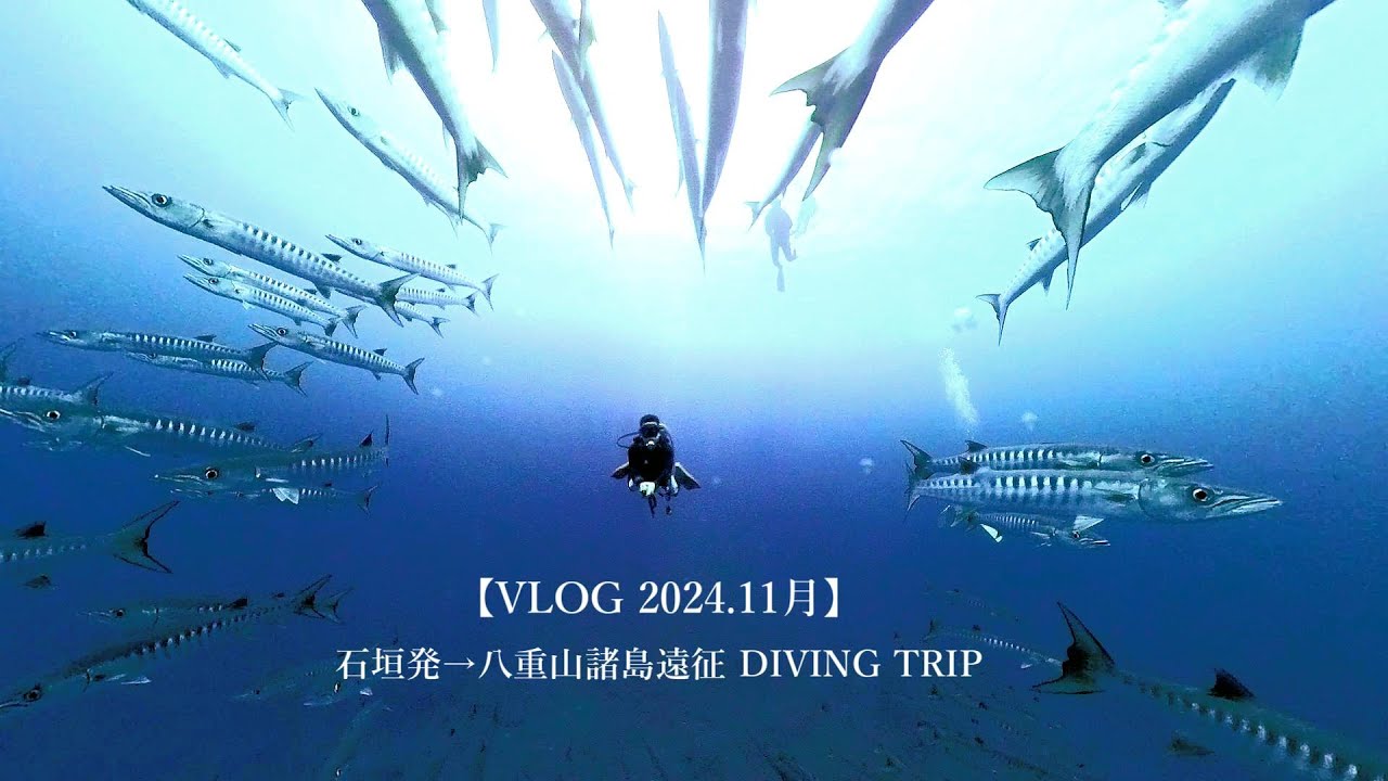 【VLOG】2024年11月　石垣島発 → 八重山諸島遠征ダイビング　 野原曽根・ヨナラ水道　ギンガメ・バラクーダ・マンタ狙いのオールドリフトDIVING　西表島　小浜島