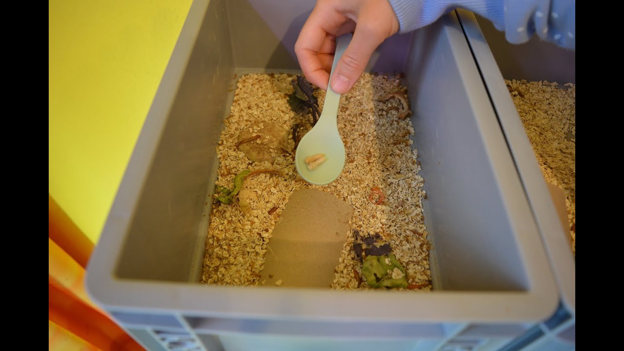 🐛 MEHLWURMZUCHT #7 das große Wiegen