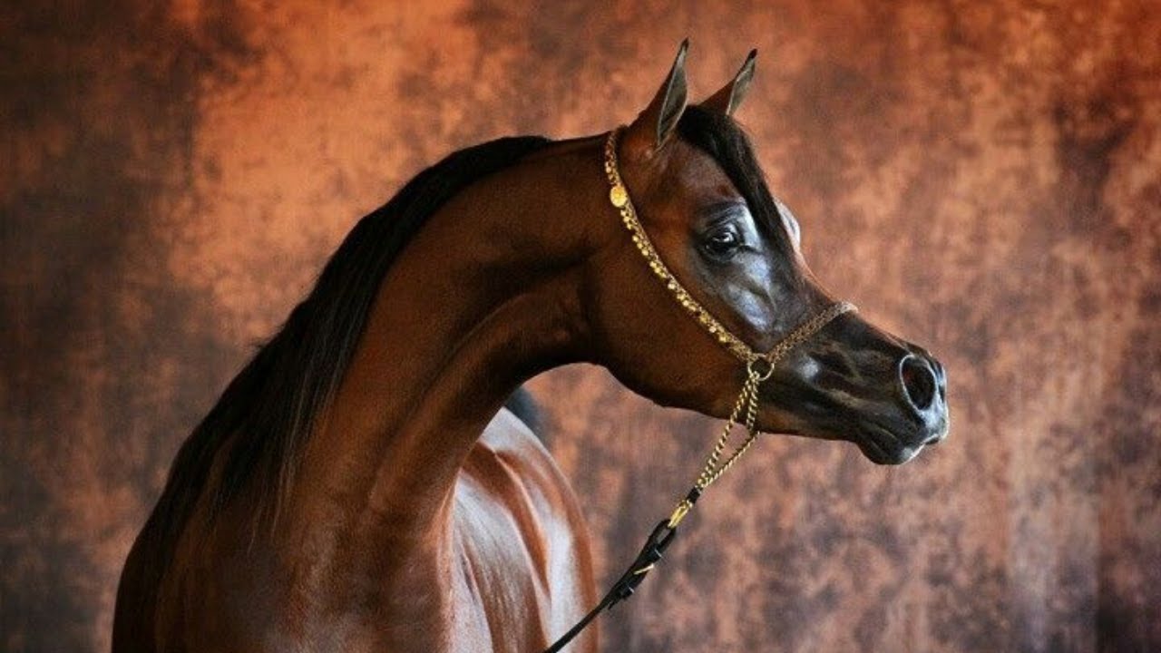 Fa El Rasheem - Arabian stallion