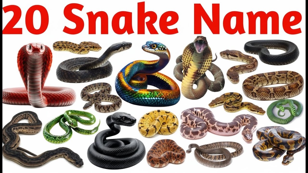 20 Snake Names for Kids | Learn Snake Species with Pictures & Sounds | Educational Animal Video