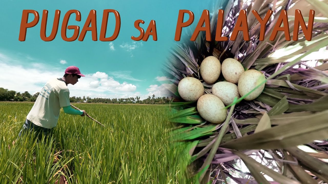 Paghahanap ng mga pugad ng ibon sa palayan