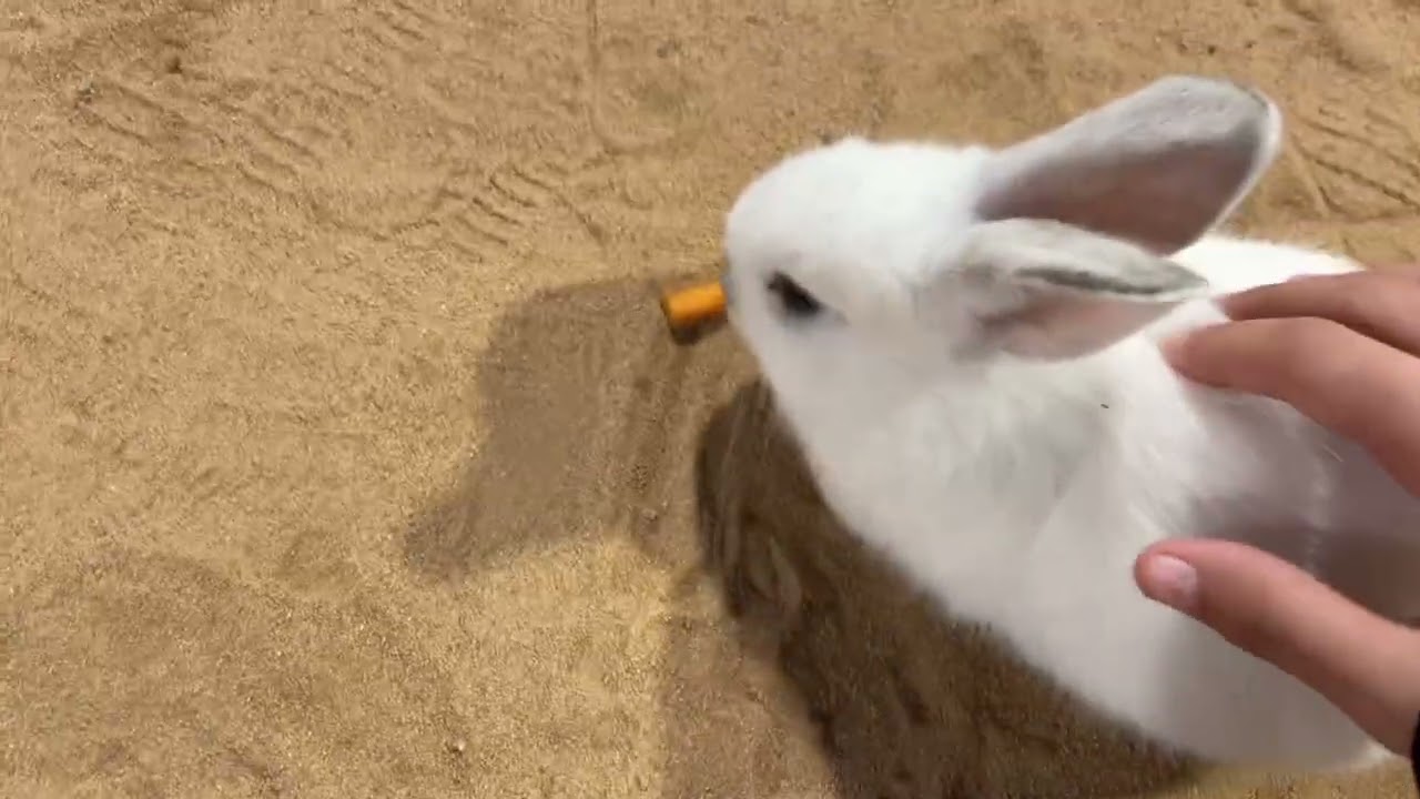 فلوق خفيف بسيط وبعوضكم لاني ساحبه ٣ ايام🙂‍↔️🙂‍↔️❣️❣️