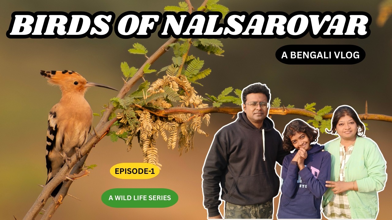 Birding In Nalsarovar I 4K Video I Namaqua Dove I Flamingo Resort I  Bird Guide I Syke's Nightjar