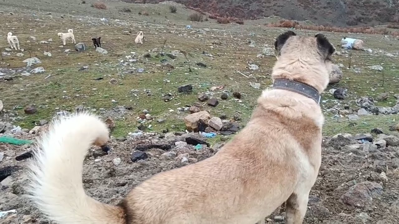 köpeklerin hayatı