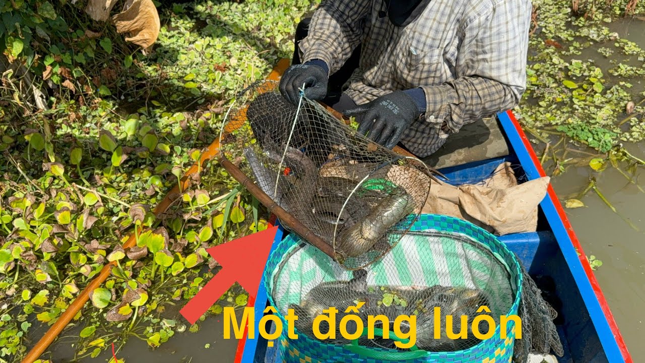 Sau bao ngày đi đặt xa xứ nay quay trở lại thăm lờ đường sông gần nhà vẫn trúng gần 10ký cá
