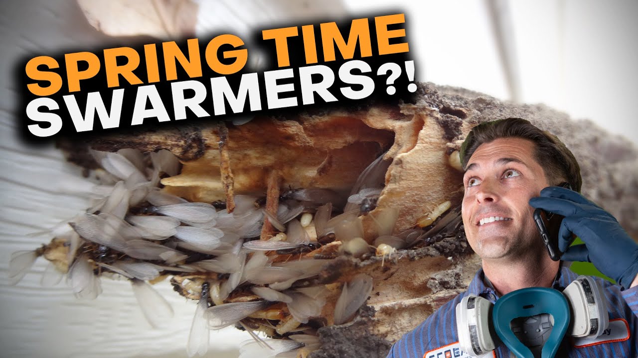 Springtime Swarmers: What You Need to Know!