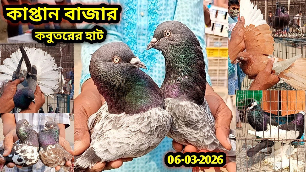 06-03-2026 কাপ্তান বাজার কবুতরের হাট | Kaptan Bazar kobutor hat | কম দামে কবুতর | Pigeons market bd 