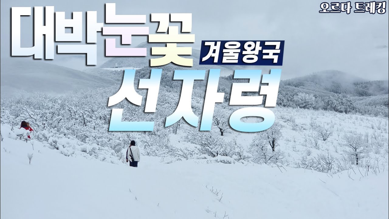 대박 눈꽃! 대관령 선자령 눈폭탄 겨울왕국 환상적인 설경.왕초보 눈꽃트레킹