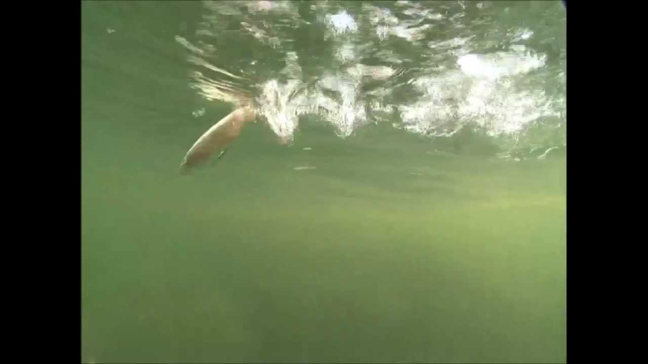 River2Sea Whopper Plopper Produktvideo 3