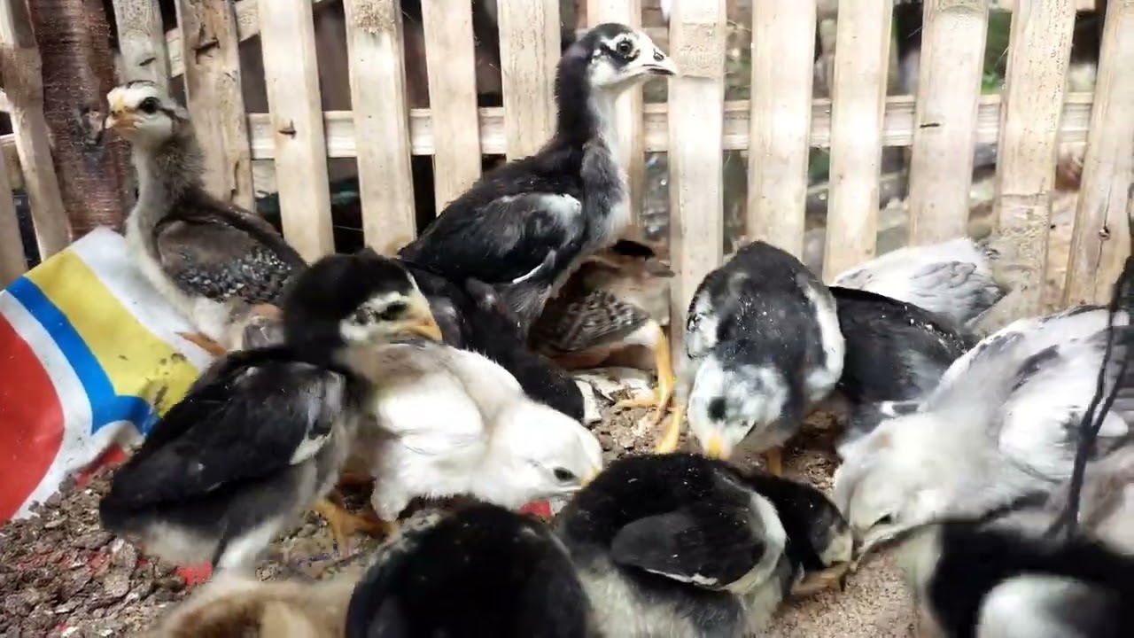 Kegiatan pagi memberi makan ternak penghasil cuan ,kambing dan ayam @cuandaritani