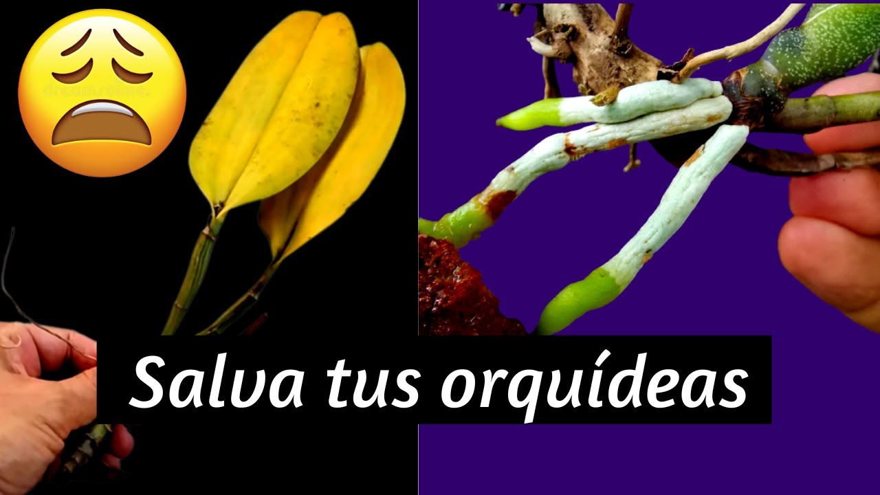 terapia de botella para recuperar orquídeas | orquideas enfermas  | salvar orquideas terapia |